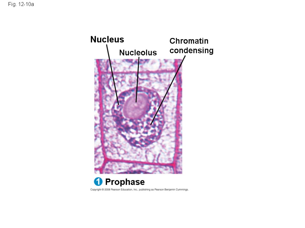 Fig. 12-10a Nucleus Prophase 1 Nucleolus Chromatin condensing